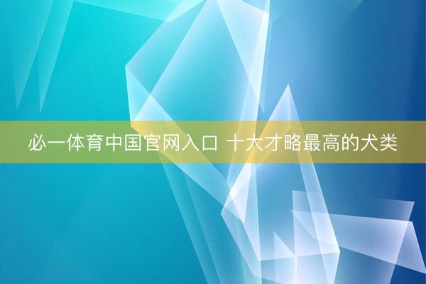 必一体育中国官网入口 十大才略最高的犬类